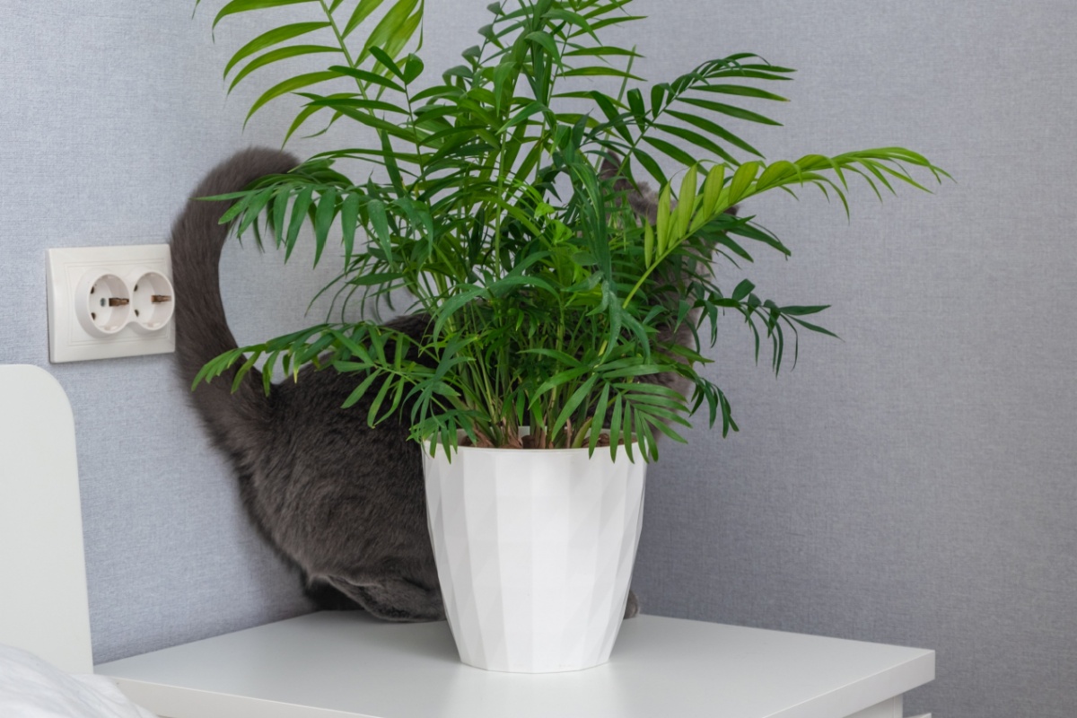 Palma da gatto: la pianta tropicale elegante e facile da coltivare in casa Palma da gatto: la pianta tropicale elegante e facile da coltivare in casa