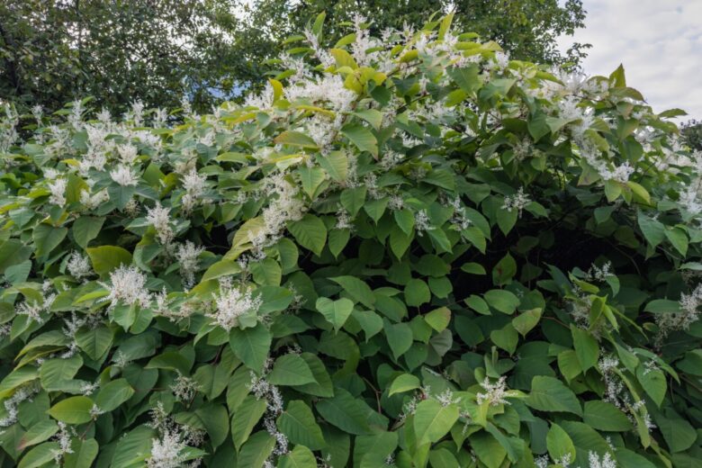 Poligono del Giappone: la pianta vigorosa che conquista il giardino