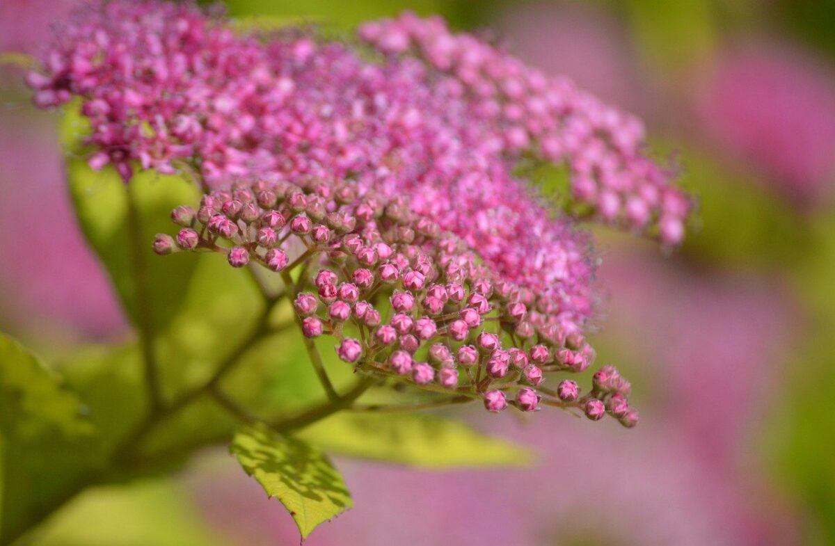 Spirea del Giappone: il cespuglio fiorito perfetto per un giardino colorato
