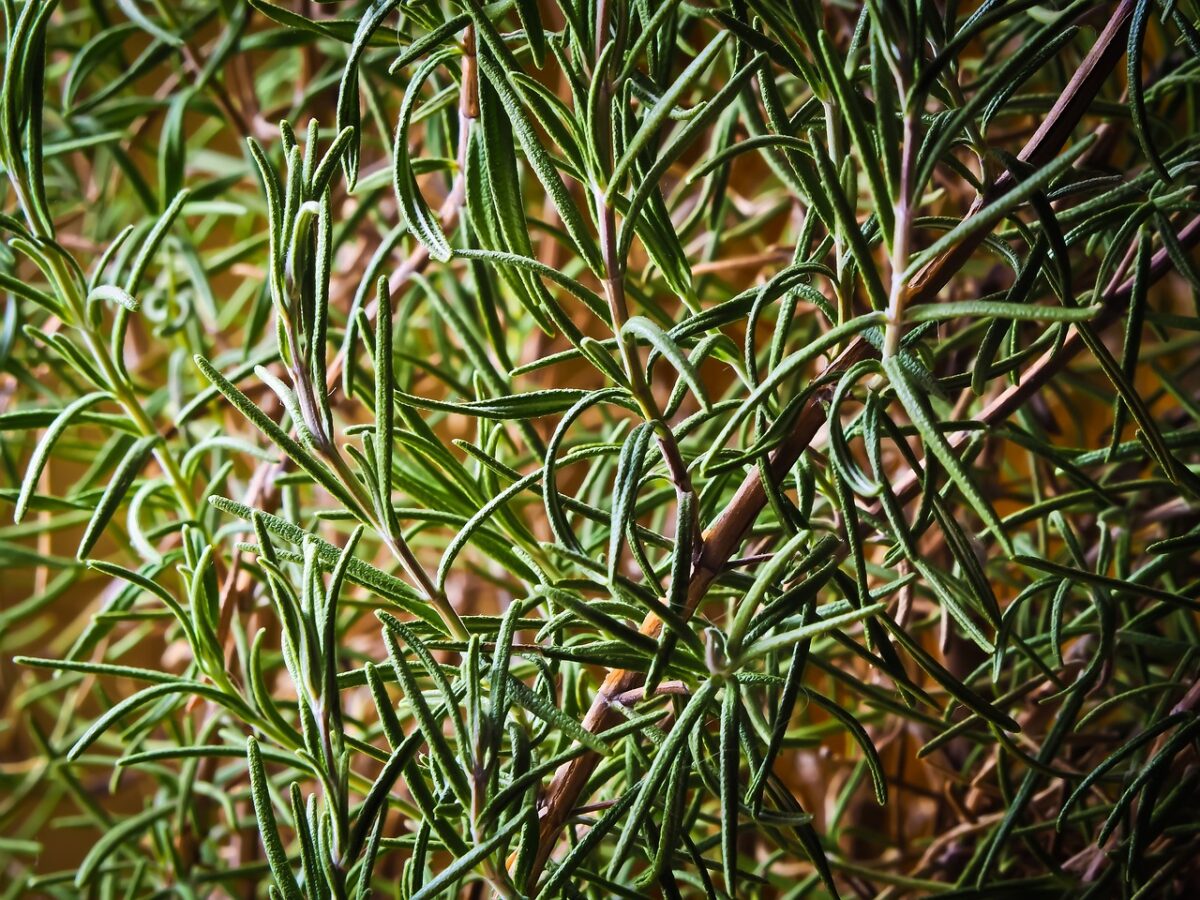 Rosmarino: la pianta aromatica che profuma il giardino e la cucina Rosmarino: la pianta aromatica che profuma il giardino e la cucina