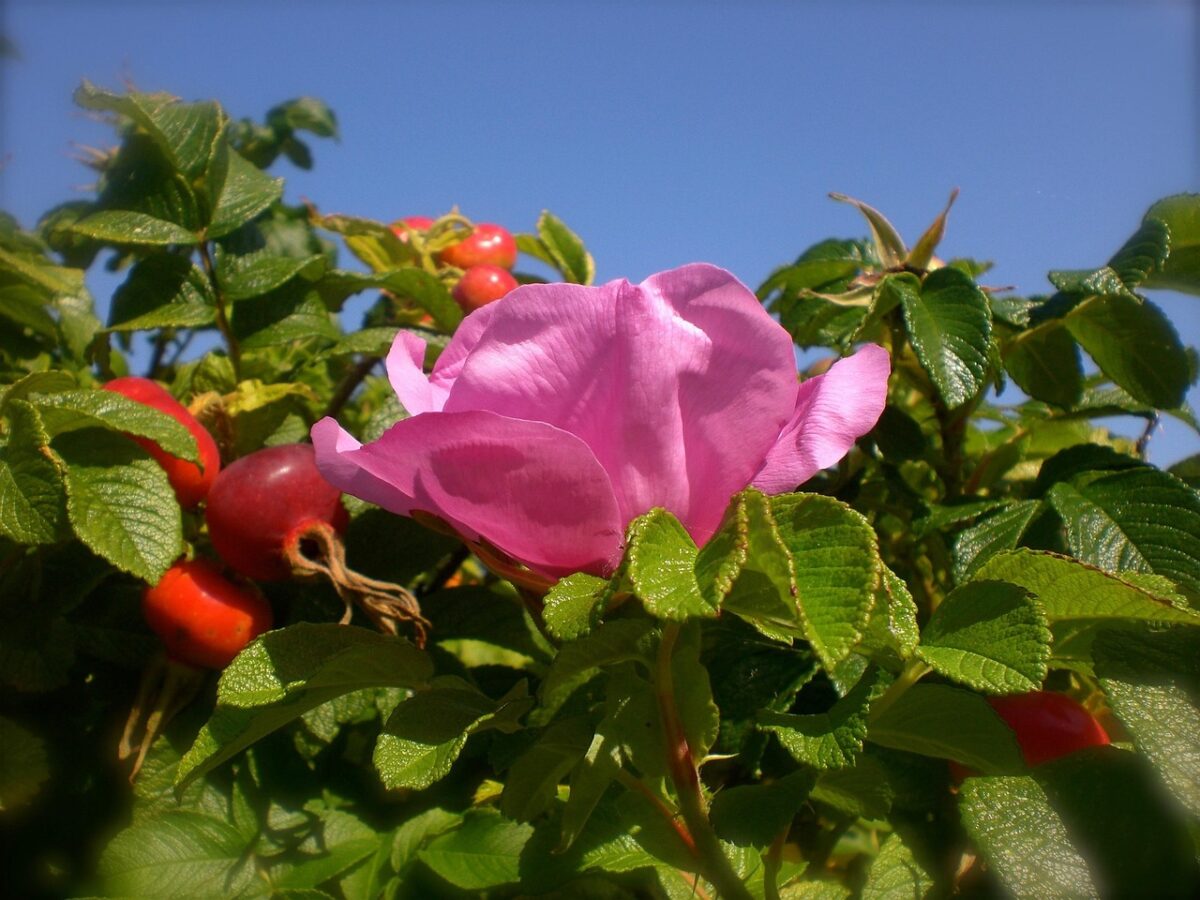 Rosa rugosa: la rosa rustica che profuma di mare e resiste a tutto