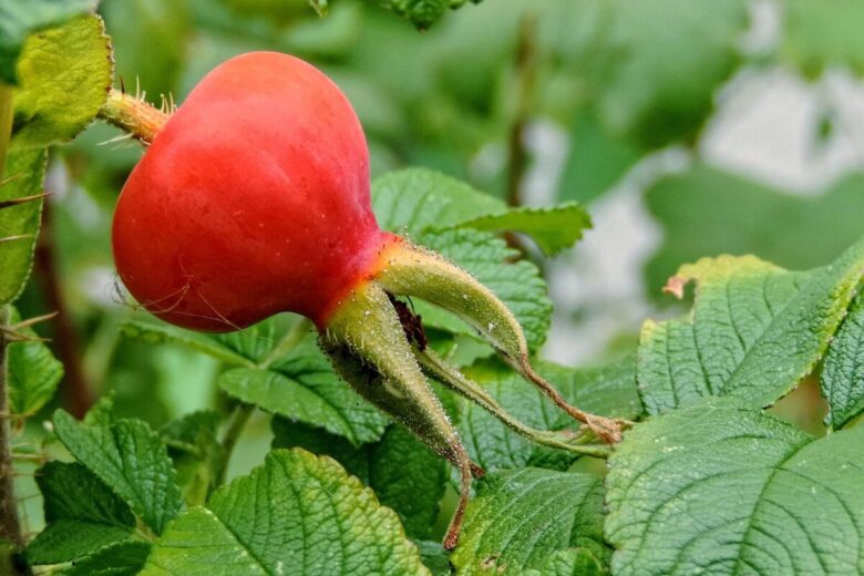 Rosa rugosa: la rosa rustica che profuma di mare e resiste a tutto