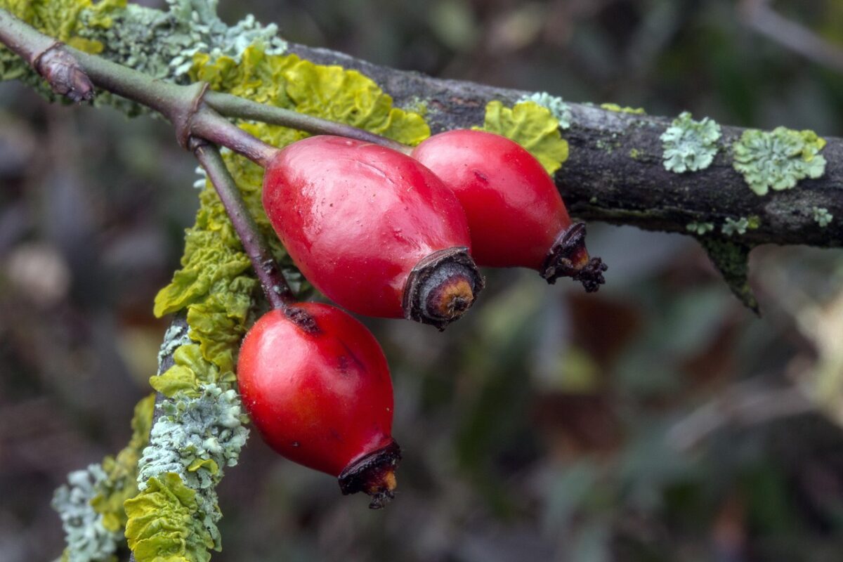 Rosa canina: la rosa selvatica dalle mille proprietà e facile da coltivare