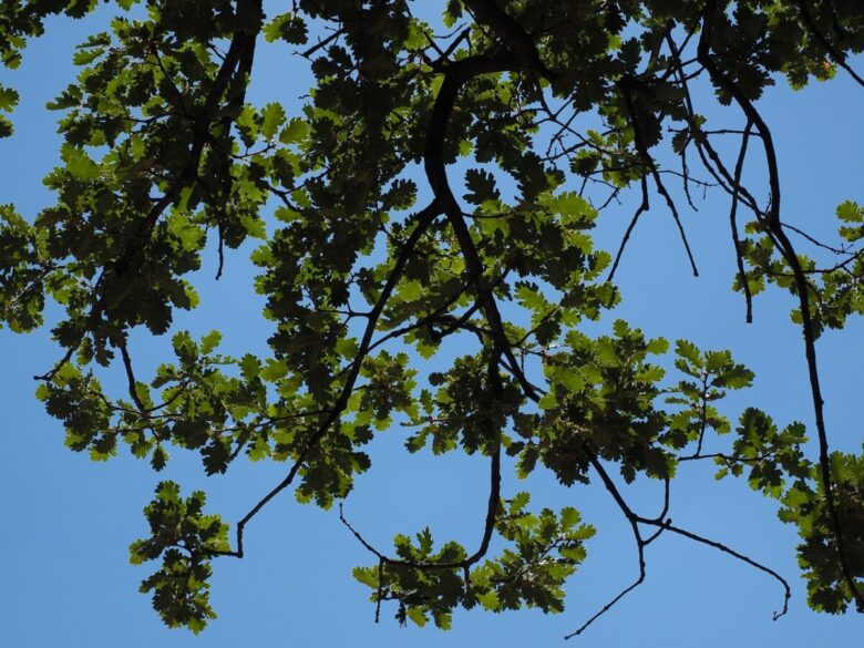 Quercia delle paludi: l’albero elegante che trasforma il giardino
