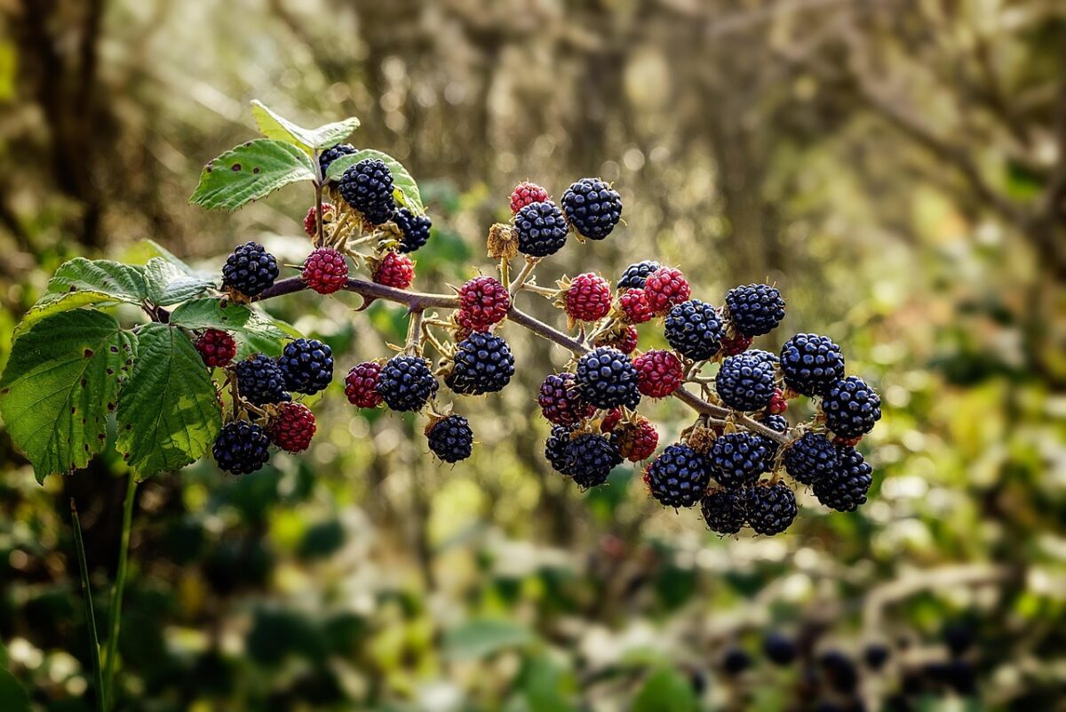 Rubus occidentalis: il lampone nero da coltivare in giardino o in vaso