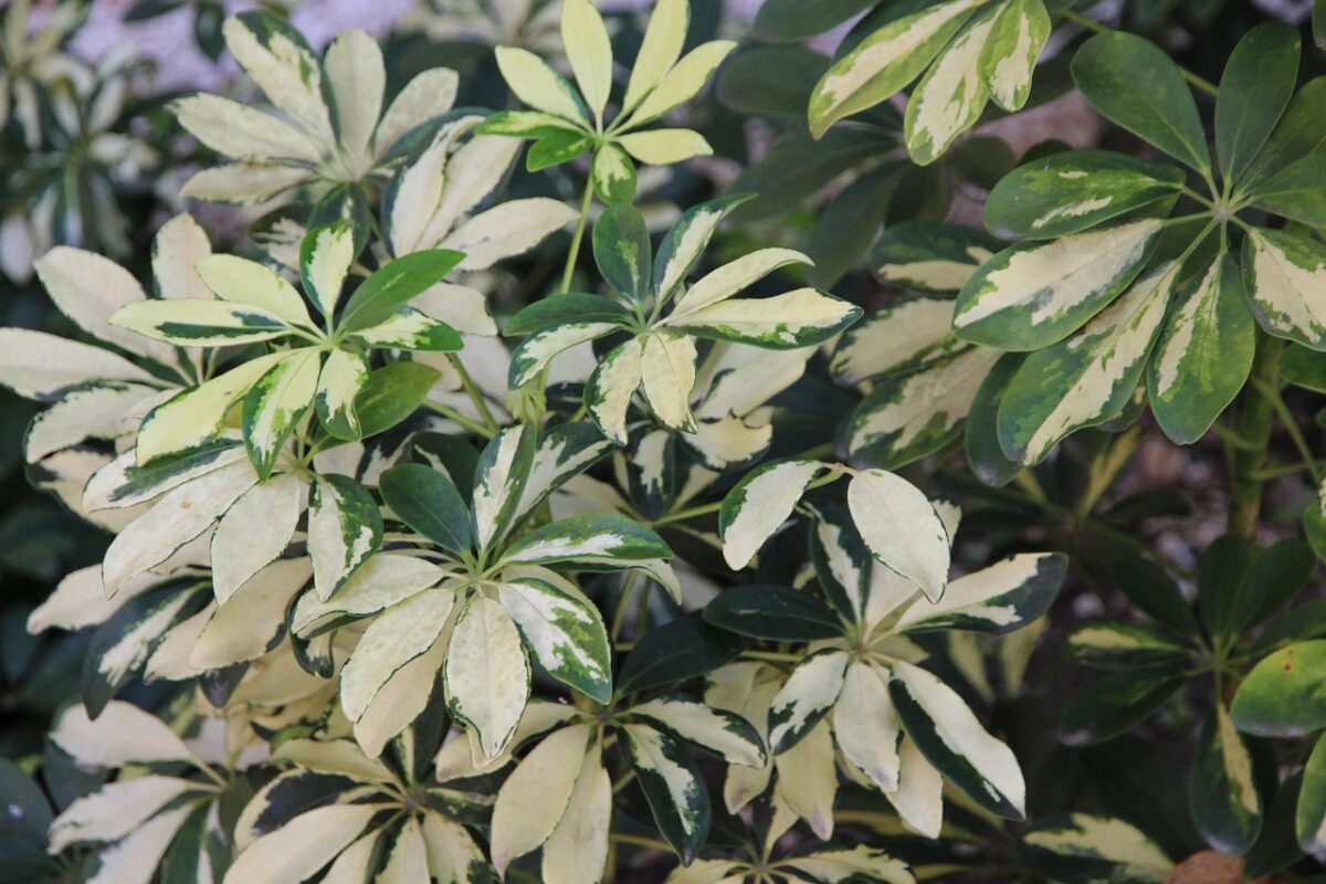 Schefflera: la pianta elegante e resistente perfetta per la casa