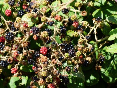 Rubus occidentalis: il lampone nero da coltivare in giardino o in vaso