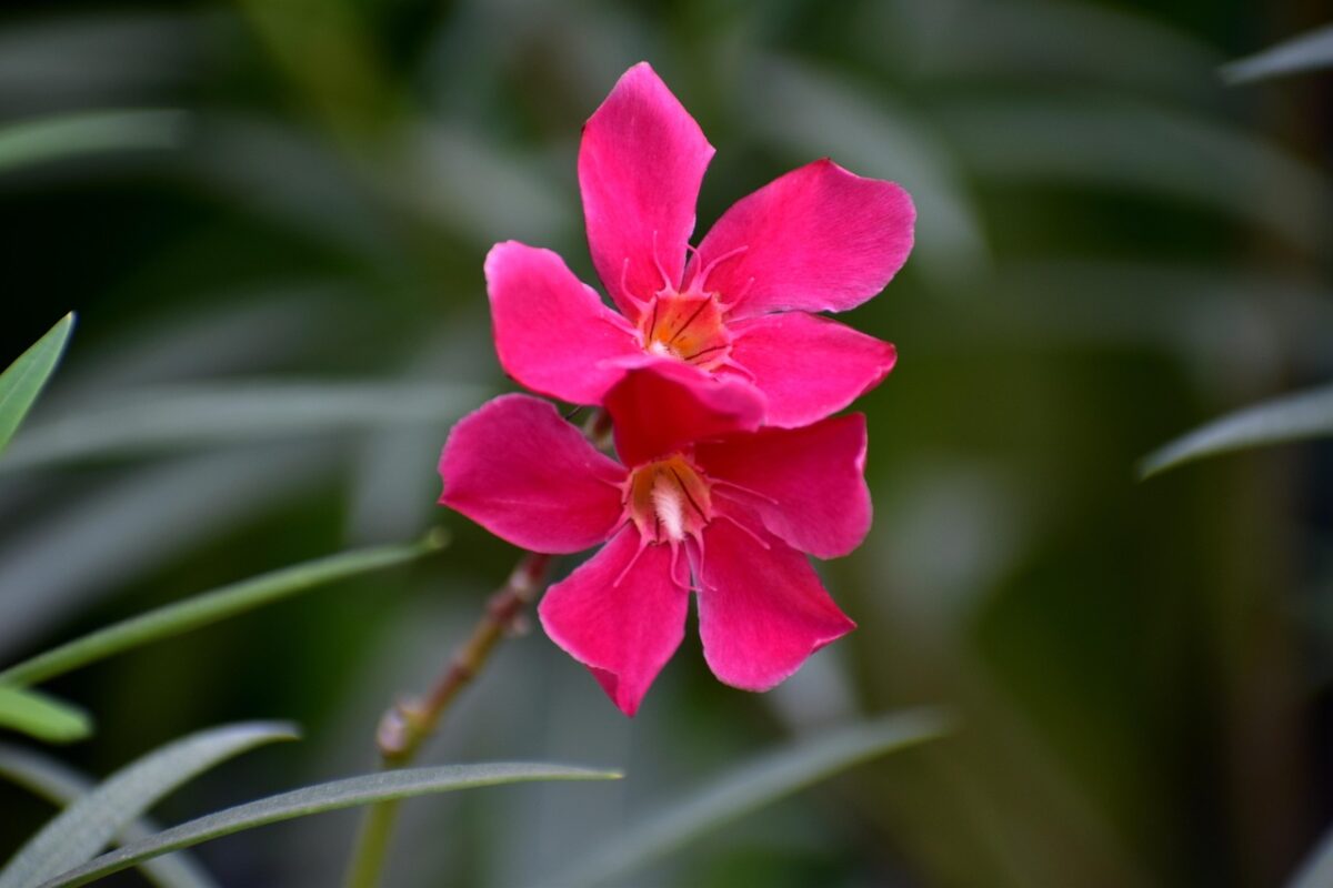 Rosa del deserto: la pianta esotica che conquista con la sua bellezza scultorea