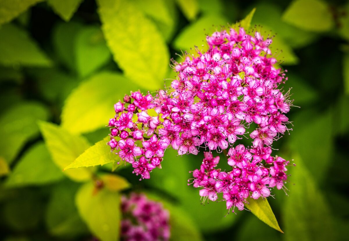 Spirea del Giappone: il cespuglio fiorito perfetto per un giardino colorato