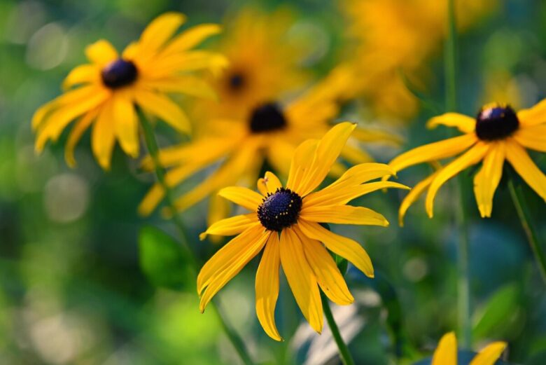 Rudbeckia hirta: il sole in giardino tra colori vivaci e semplicità di coltivazione