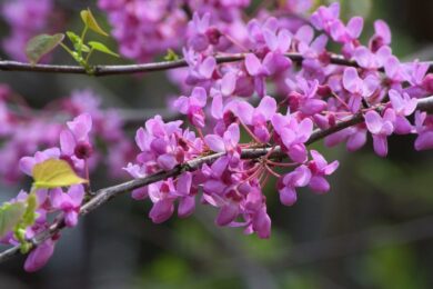 Redbud orientale: l’albero ornamentale che annuncia la primavera