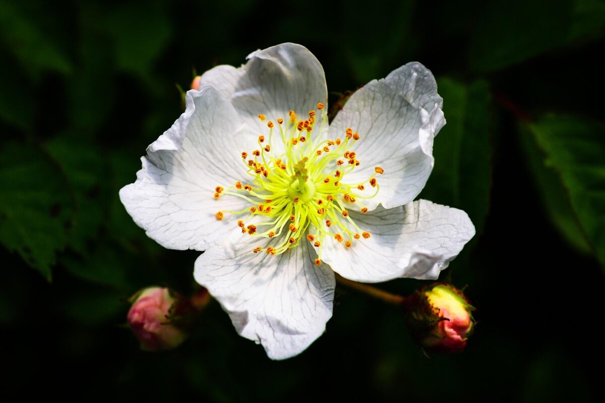 Rosa multiflora: la rosa selvatica che conquista con semplicità e resistenza