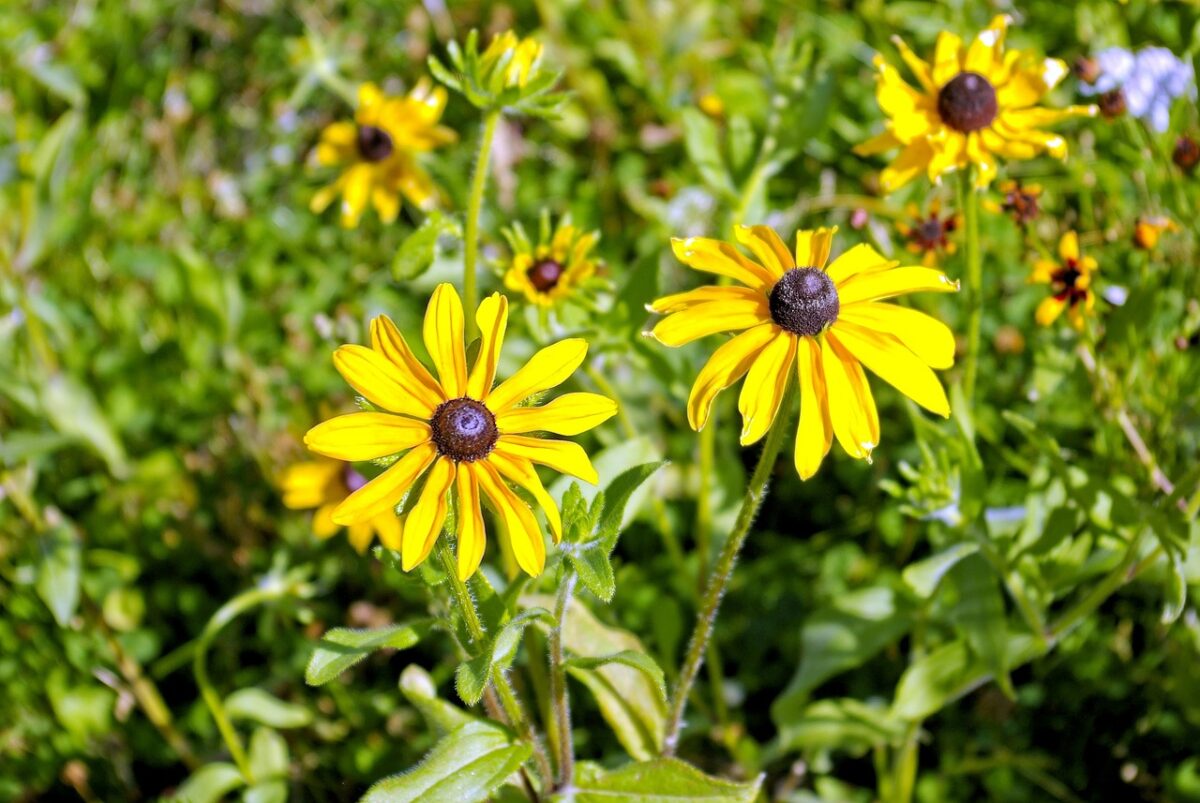 Rudbeckia hirta: il sole in giardino tra colori vivaci e semplicità di coltivazione