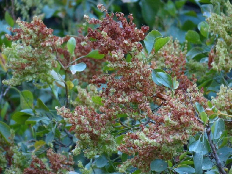 Romice a foglie lunghe: guida completa alla coltivazione e cura