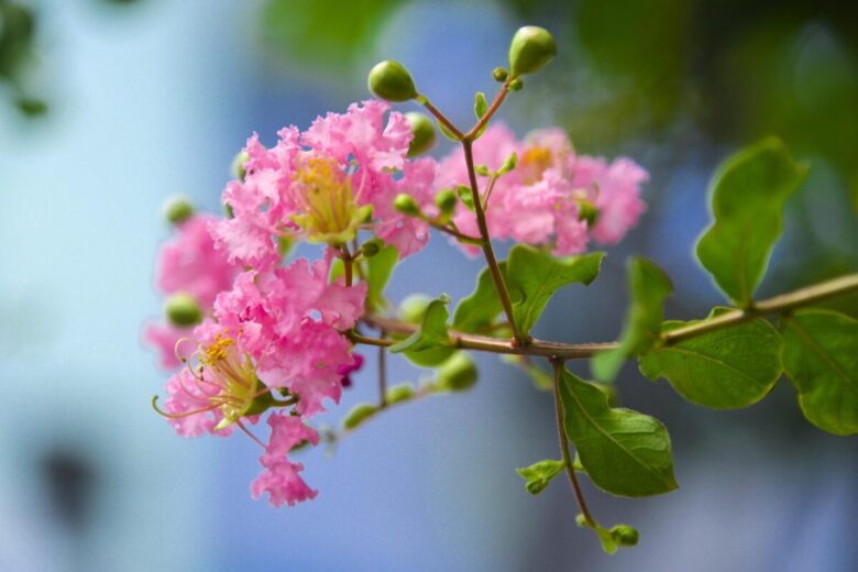 Rosa multiflora: la rosa selvatica che conquista con semplicità e resistenza