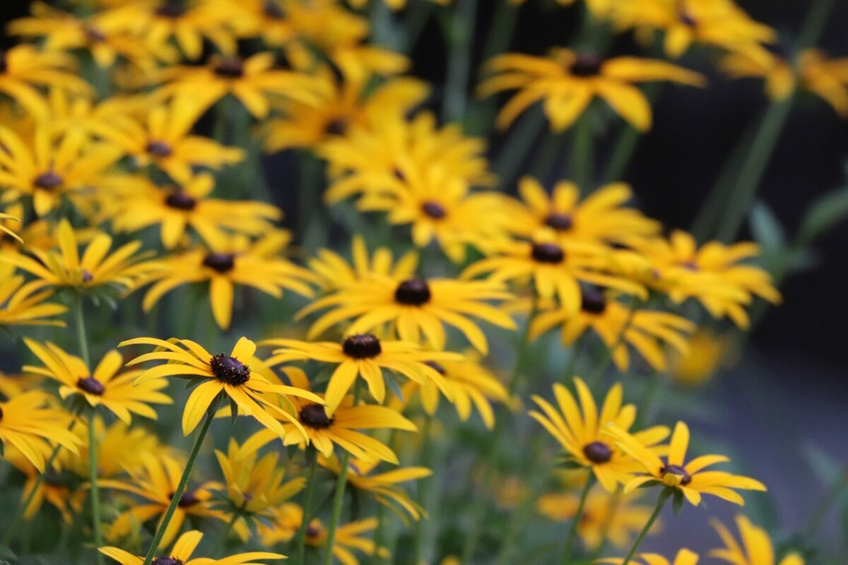 Rudbeckia hirta: il sole in giardino tra colori vivaci e semplicità di coltivazione