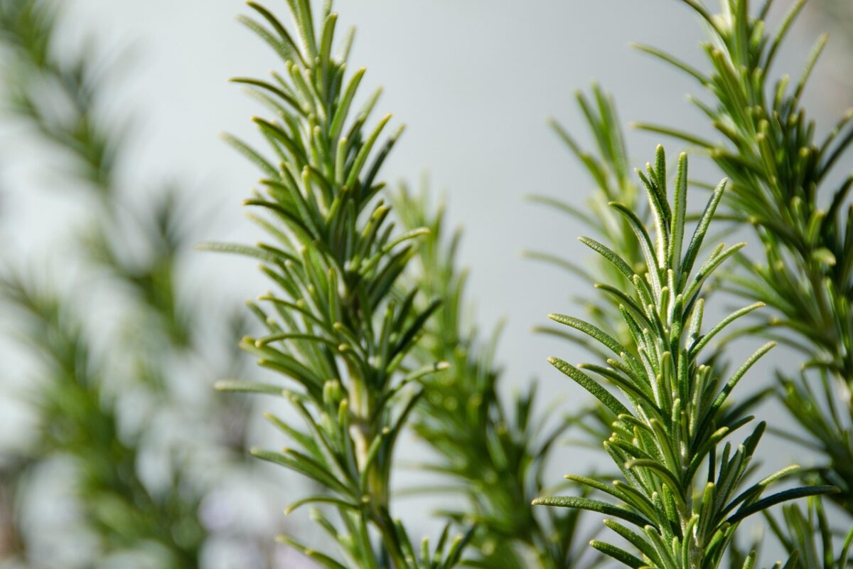 Rosmarino: la pianta aromatica che profuma il giardino e la cucina Rosmarino: la pianta aromatica che profuma il giardino e la cucina