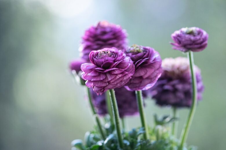 Ranuncolo strisciante: guida pratica per coltivarlo e gestirlo in giardino