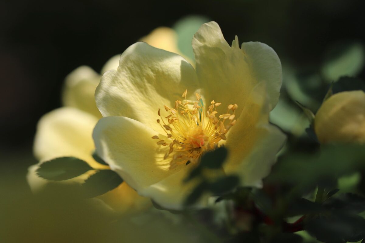 Rosa cinese: come coltivarla e prendersene cura per una fioritura spettacolare Rosa cinese: come coltivarla e prendersene cura per una fioritura spettacolare