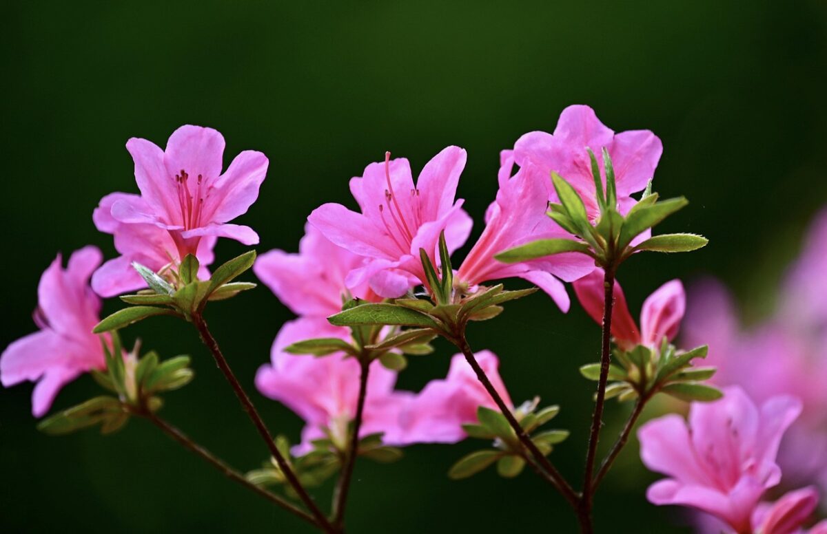 Rododendro comune: guida completa alla coltivazione e cura