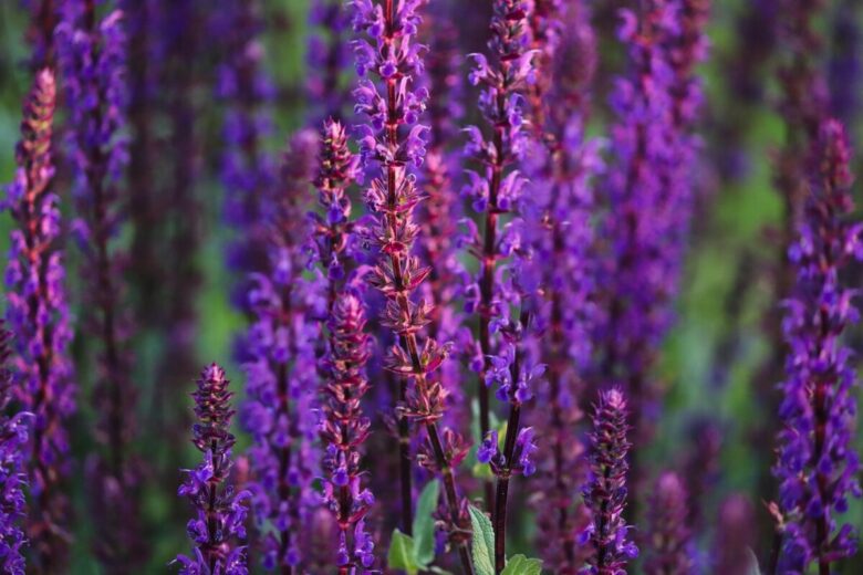 Salvia nemorosa: la perenne colorata che trasforma il giardino con facilità