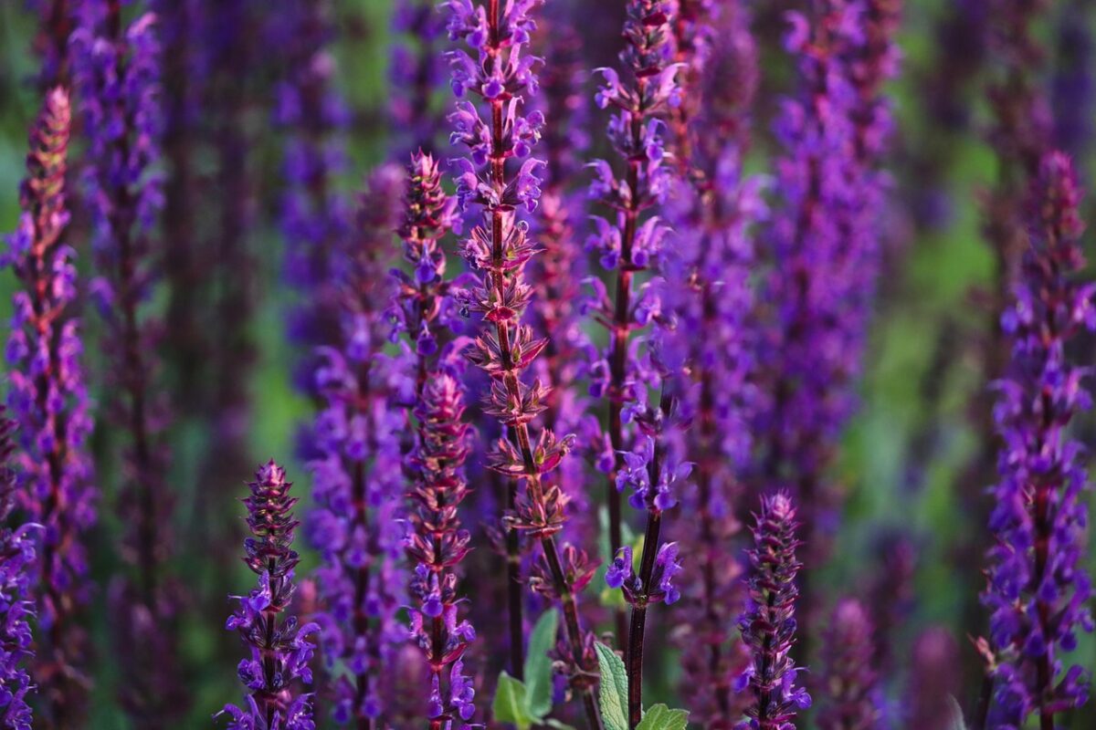 Salvia nemorosa: la perenne colorata che trasforma il giardino con facilità Salvia nemorosa: la perenne colorata che trasforma il giardino con facilità