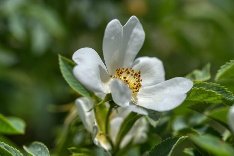 Rosa di San Giovanni: la rampicante rustica e profumata che illumina il giardino