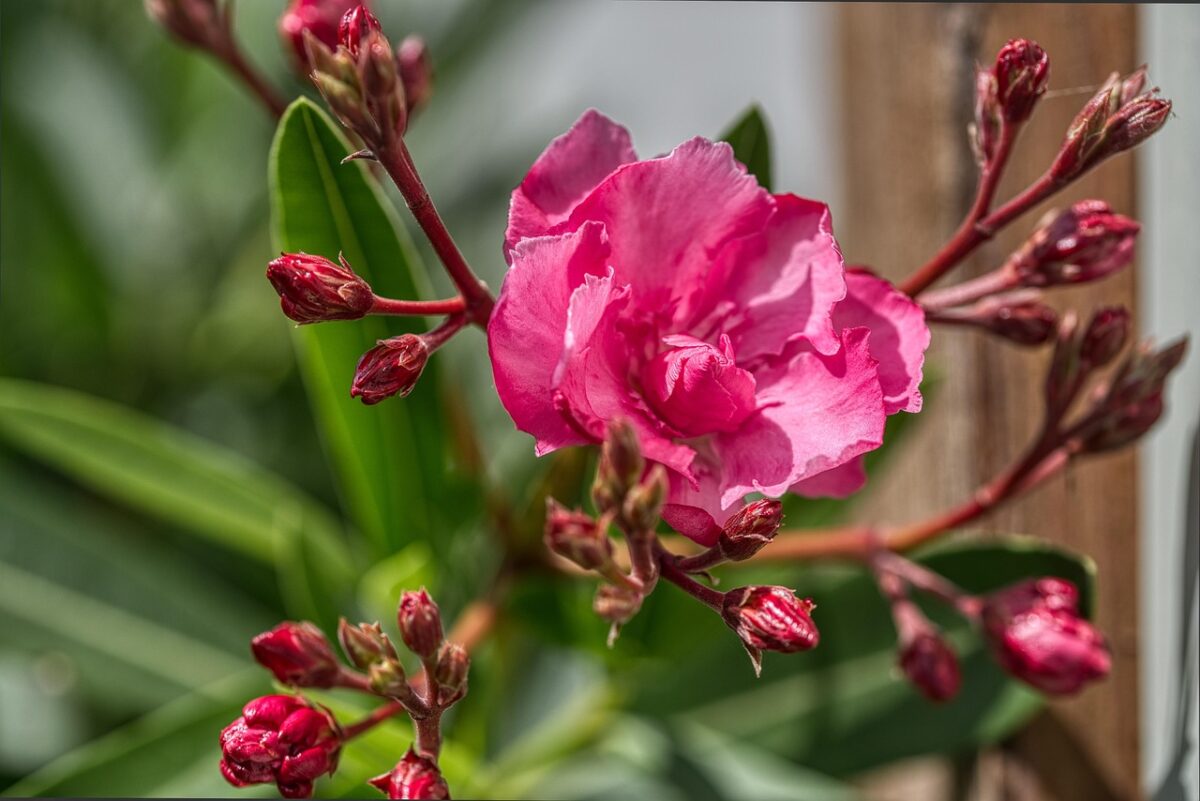 Rosa di San Giovanni: la rampicante rustica e profumata che illumina il giardino