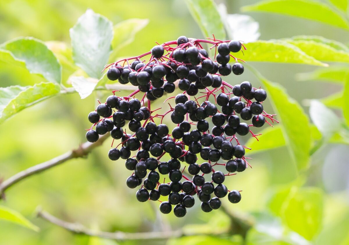 Sambuco comune: il segreto di una pianta rustica tra bellezza e tradizione Sambuco comune: il segreto di una pianta rustica tra bellezza e tradizione