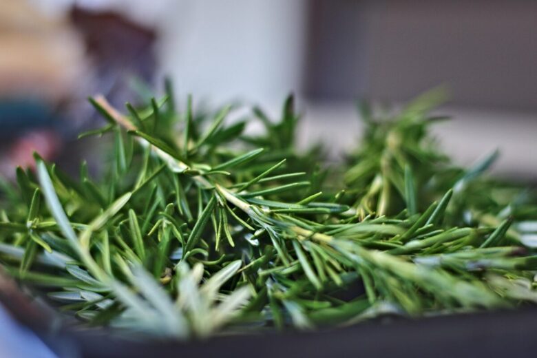 Rosmarino: la pianta aromatica che profuma il giardino e la cucina