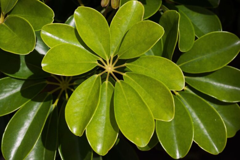 Schefflera: la pianta elegante e resistente perfetta per la casa