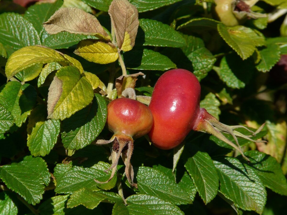 Rosa rugosa: la rosa rustica che profuma di mare e resiste a tutto