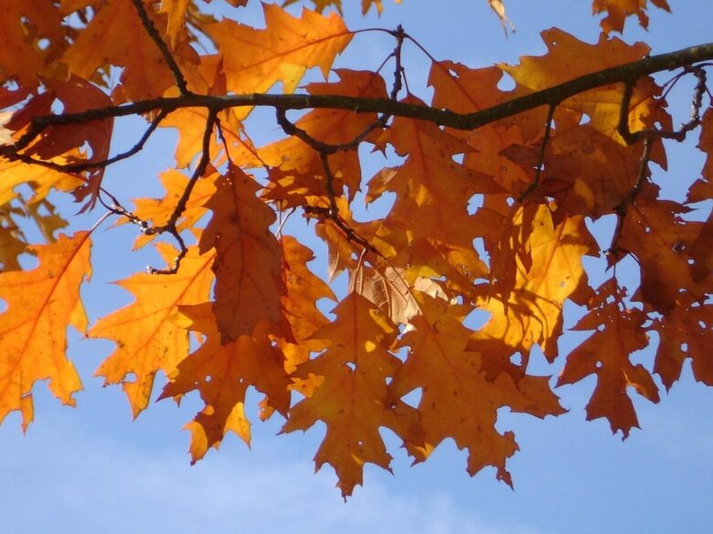 Quercia rossa: eleganza e forza per il tuo giardino