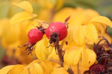 Rosa canina: la rosa selvatica dalle mille proprietà e facile da coltivare