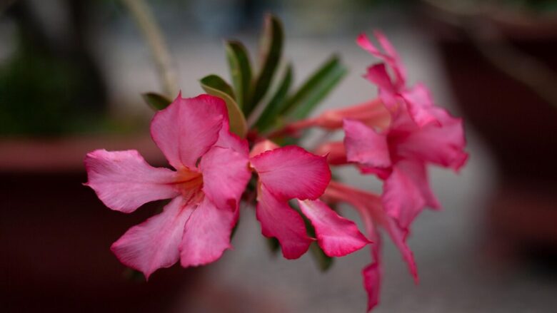 Rosa del deserto: la pianta esotica che conquista con la sua bellezza scultorea