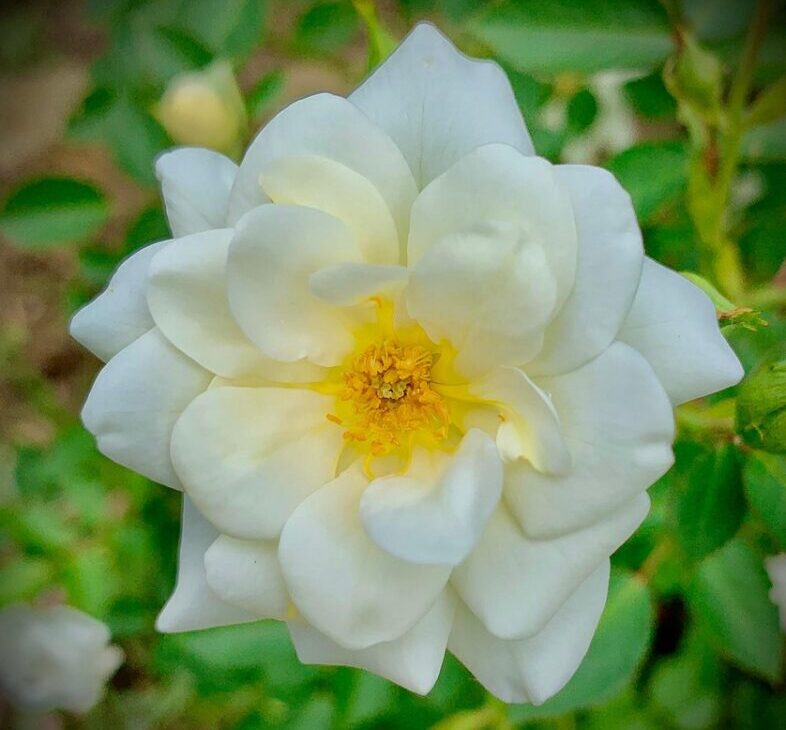 Rosa cinese: come coltivarla e prendersene cura per una fioritura spettacolare Rosa cinese: come coltivarla e prendersene cura per una fioritura spettacolare