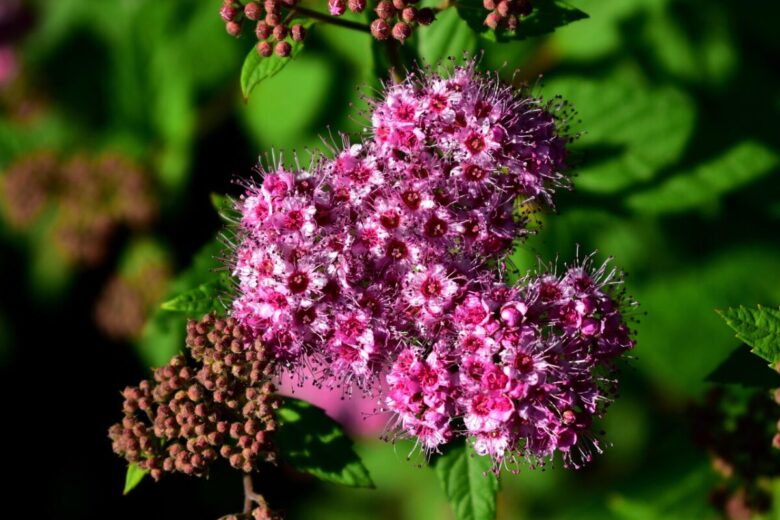 Spirea del Giappone: il cespuglio fiorito perfetto per un giardino colorato