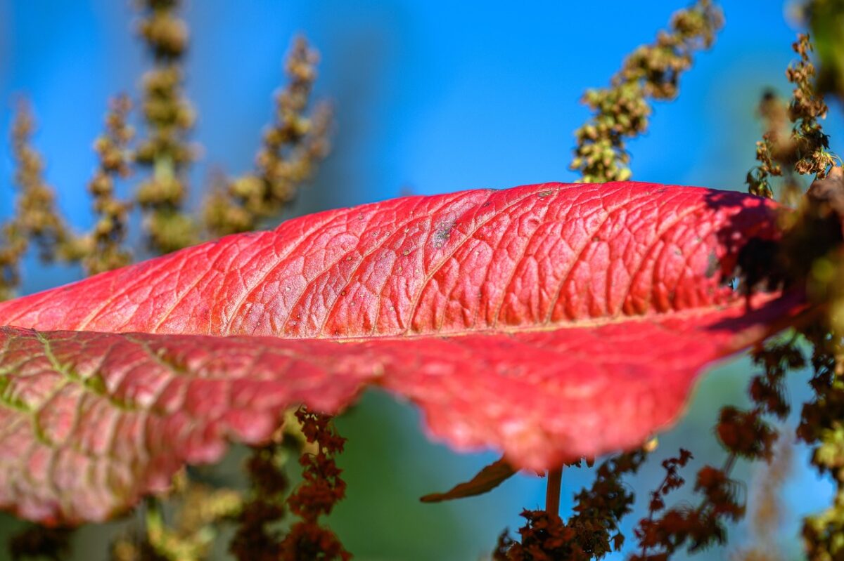Romice a foglie lunghe: guida completa alla coltivazione e cura