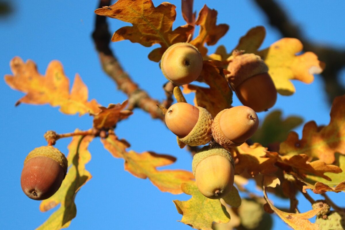 Quercia rossa: eleganza e forza per il tuo giardino