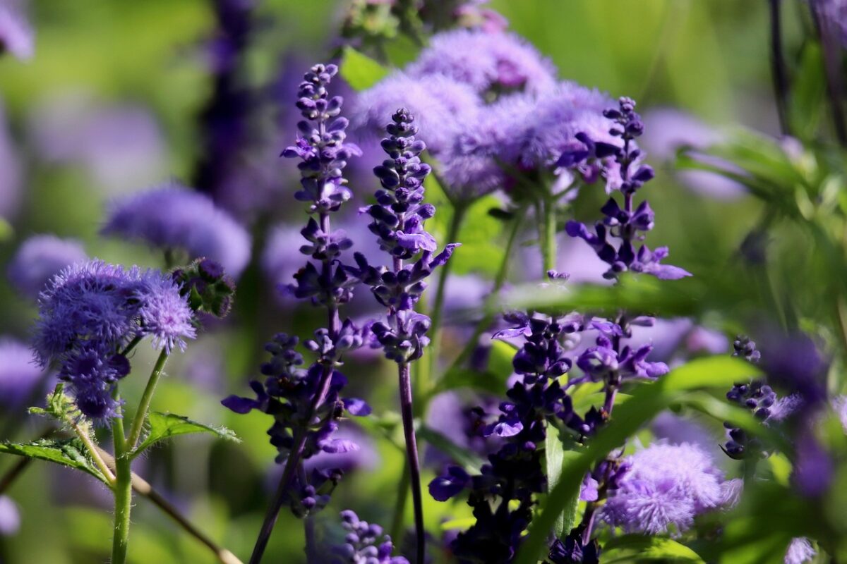 Salvia nemorosa: la perenne colorata che trasforma il giardino con facilità Salvia nemorosa: la perenne colorata che trasforma il giardino con facilità