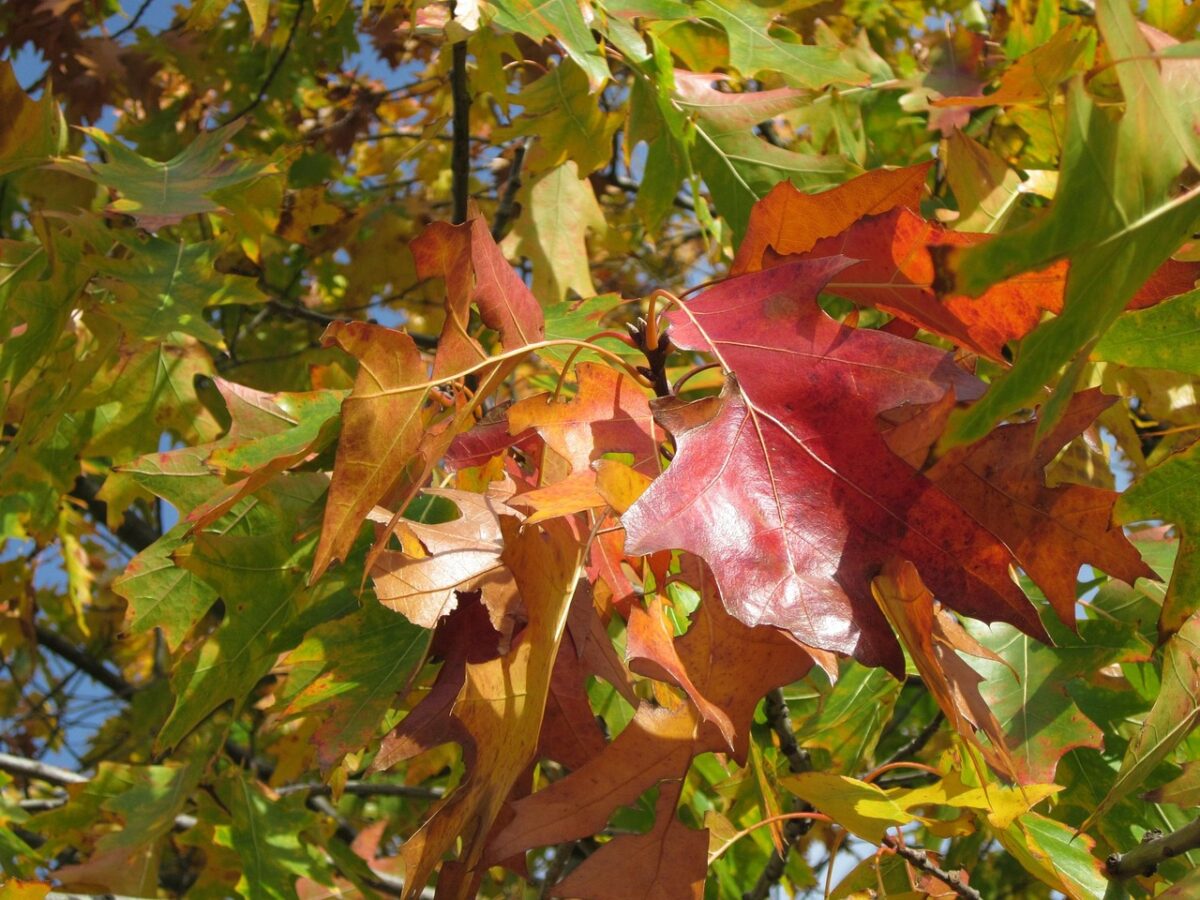 Quercia rossa: eleganza e forza per il tuo giardino