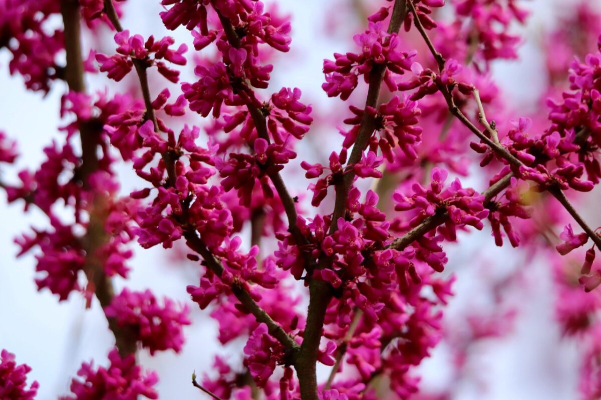 Redbud orientale: l’albero ornamentale che annuncia la primavera