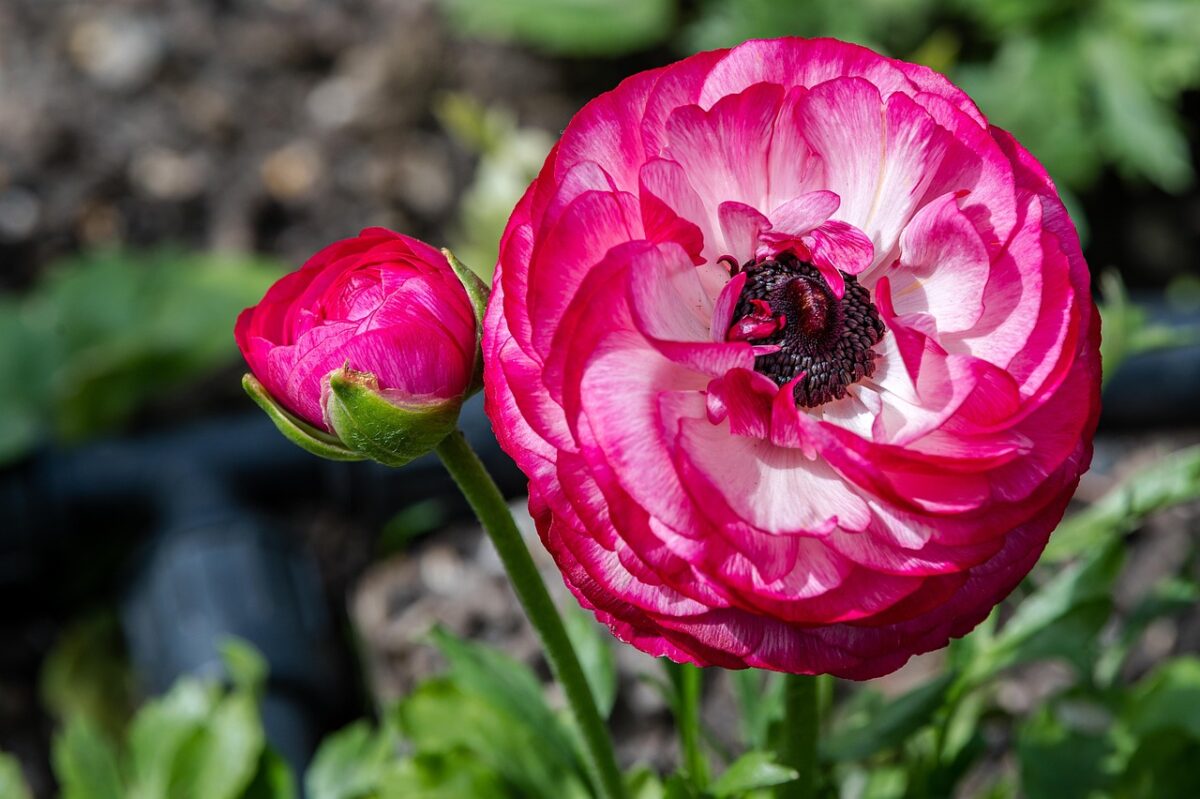 Ranuncolo strisciante: guida pratica per coltivarlo e gestirlo in giardino