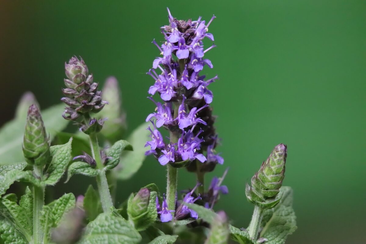 Salvia nemorosa: la perenne colorata che trasforma il giardino con facilità Salvia nemorosa: la perenne colorata che trasforma il giardino con facilità