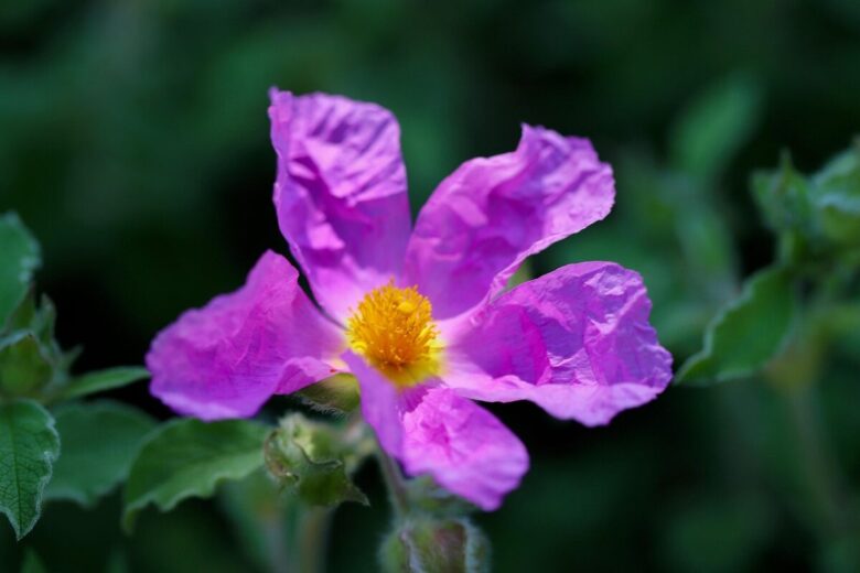 Romice crespa: la pianta spontanea dalle mille proprietà da conoscere e coltivare