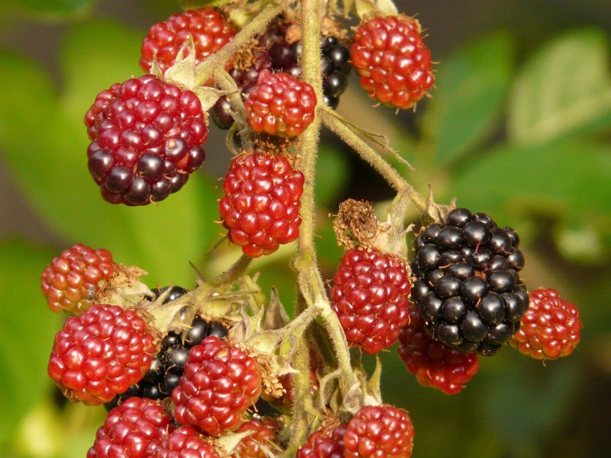 Rubus occidentalis: il lampone nero da coltivare in giardino o in vaso