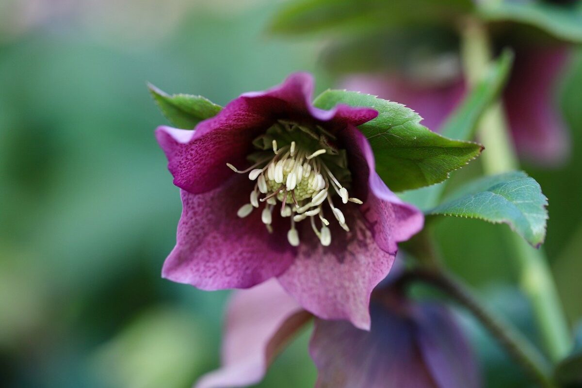 Rosa di San Giovanni: la rampicante rustica e profumata che illumina il giardino