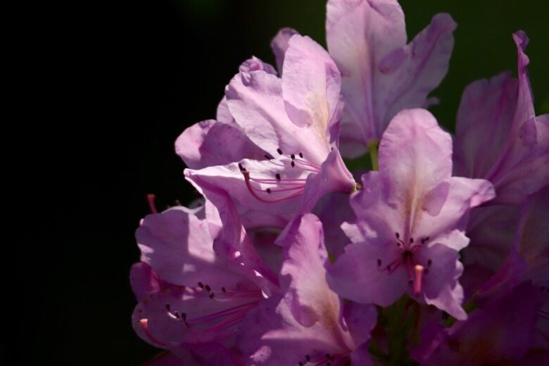 Rododendro comune: guida completa alla coltivazione e cura