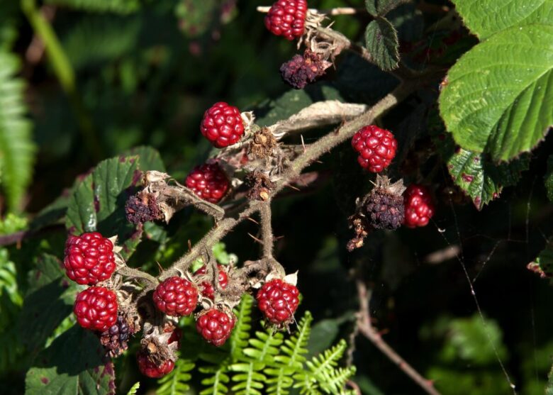 Mora degli Allegheny: guida completa alla coltivazione del Rubus allegheniensis