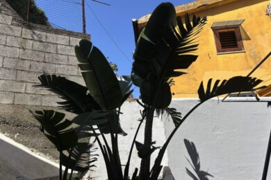 Vuoi un angolo esotico in casa? Il banano ornamentale è la scelta sorprendente